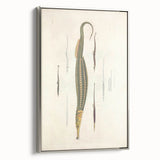 Vintage Animal Art – Exotic Pipefish Illustration Wall Print