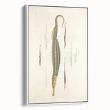 Vintage Animal Art – Exotic Pipefish Illustration Wall Print