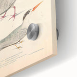 Vintage Animal Art – Elegant Tern Bird Illustration Wall Print