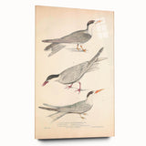 Vintage Animal Art – Elegant Tern Bird Illustration Wall Print