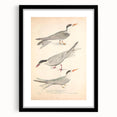 Vintage Animal Art – Elegant Tern Bird Illustration Wall Print