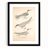 Vintage Animal Art – Elegant Tern Bird Illustration Wall Print
