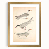 Vintage Animal Art – Elegant Tern Bird Illustration Wall Print