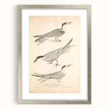 Vintage Animal Art – Elegant Tern Bird Illustration Wall Print