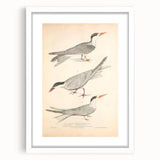 Vintage Animal Art – Elegant Tern Bird Illustration Wall Print