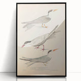 Vintage Animal Art – Elegant Tern Bird Illustration Wall Print