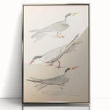 Vintage Animal Art – Elegant Tern Bird Illustration Wall Print