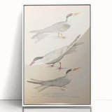 Vintage Animal Art – Elegant Tern Bird Illustration Wall Print