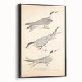 Vintage Animal Art – Elegant Tern Bird Illustration Wall Print