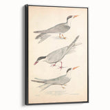 Vintage Animal Art – Elegant Tern Bird Illustration Wall Print