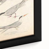 Vintage Animal Art – Elegant Tern Bird Illustration Wall Print