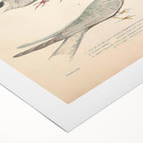 Vintage Animal Art – Elegant Tern Bird Illustration Wall Print