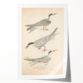Vintage Animal Art – Elegant Tern Bird Illustration Wall Print