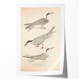 Vintage Animal Art – Elegant Tern Bird Illustration Wall Print