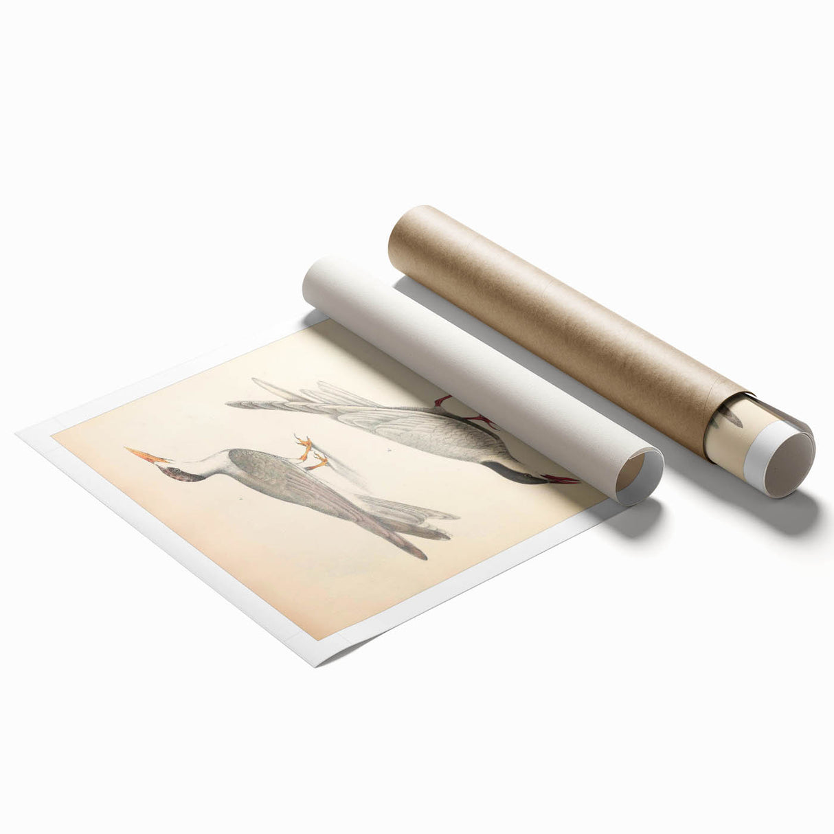 Vintage Animal Art – Elegant Tern Bird Illustration Wall Print