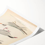 Vintage Animal Art – Elegant Tern Bird Illustration Wall Print