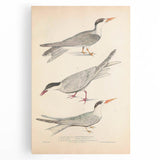 Vintage Animal Art – Elegant Tern Bird Illustration Wall Print