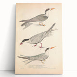 Vintage Animal Art – Elegant Tern Bird Illustration Wall Print