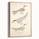 Vintage Animal Art – Elegant Tern Bird Illustration Wall Print