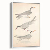 Vintage Animal Art – Elegant Tern Bird Illustration Wall Print