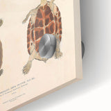 Vintage Animal Art – Terrapin Turtle Illustration Wall Print