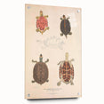 Vintage Animal Art – Terrapin Turtle Illustration Wall Print