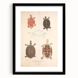 Vintage Animal Art – Terrapin Turtle Illustration Wall Print