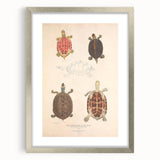 Vintage Animal Art – Terrapin Turtle Illustration Wall Print