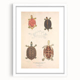 Vintage Animal Art – Terrapin Turtle Illustration Wall Print