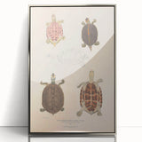 Vintage Animal Art – Terrapin Turtle Illustration Wall Print