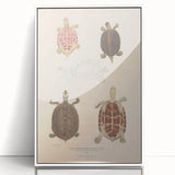 Vintage Animal Art – Terrapin Turtle Illustration Wall Print