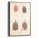 Vintage Animal Art – Terrapin Turtle Illustration Wall Print