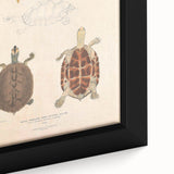 Vintage Animal Art – Terrapin Turtle Illustration Wall Print