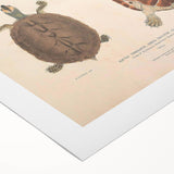 Vintage Animal Art – Terrapin Turtle Illustration Wall Print