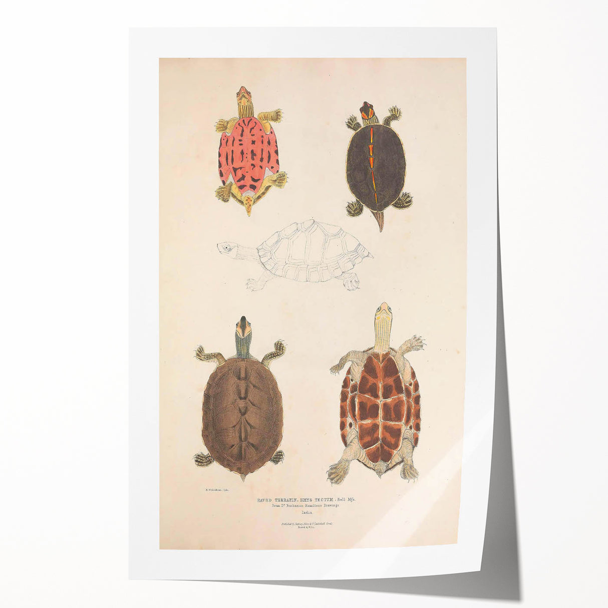 Vintage Animal Art – Terrapin Turtle Illustration Wall Print