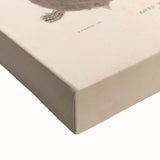 Vintage Animal Art – Terrapin Turtle Illustration Wall Print