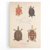 Vintage Animal Art – Terrapin Turtle Illustration Wall Print