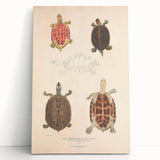 Vintage Animal Art – Terrapin Turtle Illustration Wall Print