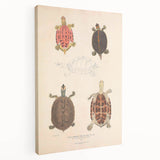 Vintage Animal Art – Terrapin Turtle Illustration Wall Print