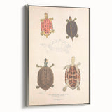 Vintage Animal Art – Terrapin Turtle Illustration Wall Print