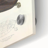 Vintage Animal Art – Thuji Terrapin Turtle Illustration Print