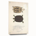 Vintage Animal Art – Thuji Terrapin Turtle Illustration Print