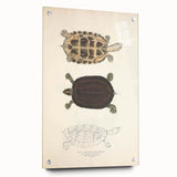Vintage Animal Art – Thuji Terrapin Turtle Illustration Print