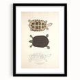 Vintage Animal Art – Thuji Terrapin Turtle Illustration Print