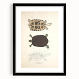 Vintage Animal Art – Thuji Terrapin Turtle Illustration Print