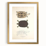 Vintage Animal Art – Thuji Terrapin Turtle Illustration Print