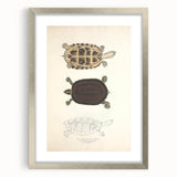 Vintage Animal Art – Thuji Terrapin Turtle Illustration Print