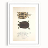 Vintage Animal Art – Thuji Terrapin Turtle Illustration Print