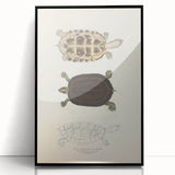 Vintage Animal Art – Thuji Terrapin Turtle Illustration Print