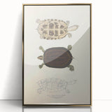 Vintage Animal Art – Thuji Terrapin Turtle Illustration Print